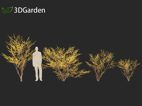 Lindera benzoin - Spicebush Modello 3D