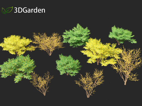 Lindera benzoin - Spicebush Modello 3D