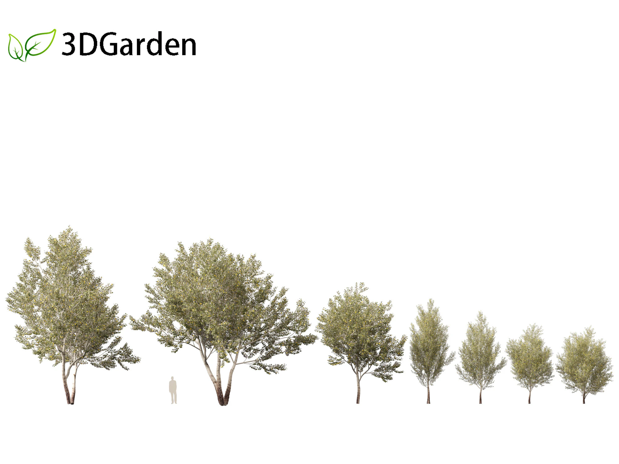 Populus alba - Poplar 3D Model .c4d .max .obj .3ds .fbx .stl .blend 