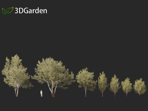Populus alba - Poplar 3D मॉडल
