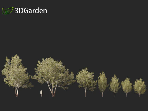 Populus alba - Poplar 3D Model