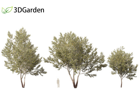 Populus alba - Poplar 3D मॉडल