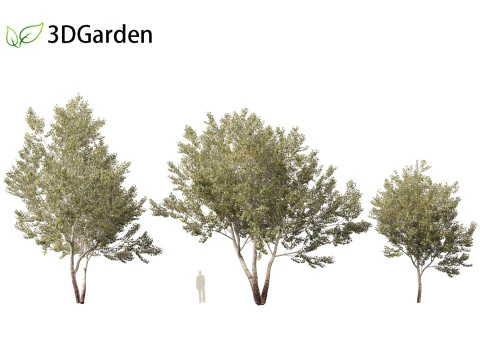 Populus alba - Poplar 3D Model
