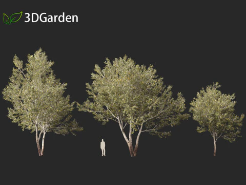 Populus alba - Poplar 3D Model