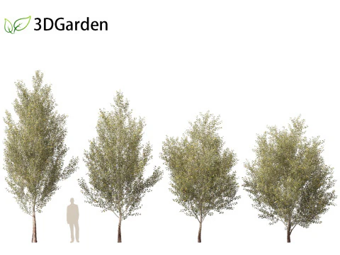 Populus alba - Poplar 3D Model