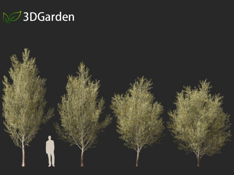 Populus alba - Poplar 3D मॉडल
