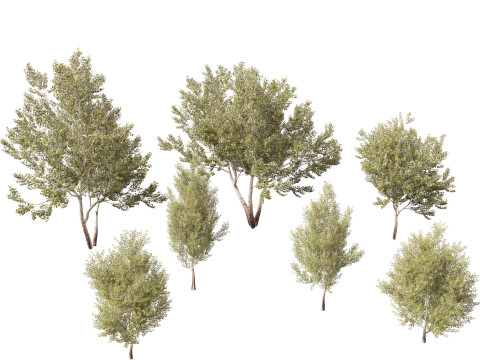 Populus alba - Poplar 3D मॉडल