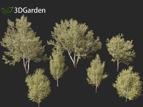 Populus alba - Poplar 3D Model