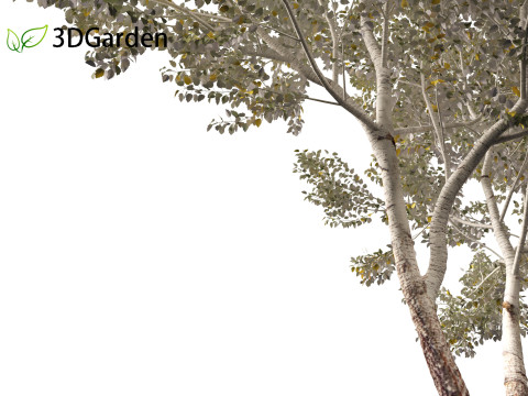 Populus alba - Poplar 3D मॉडल