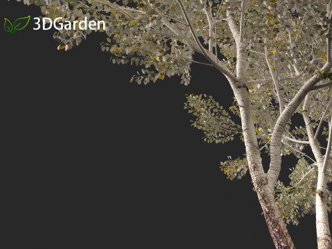 Populus alba - Poplar 3D मॉडल