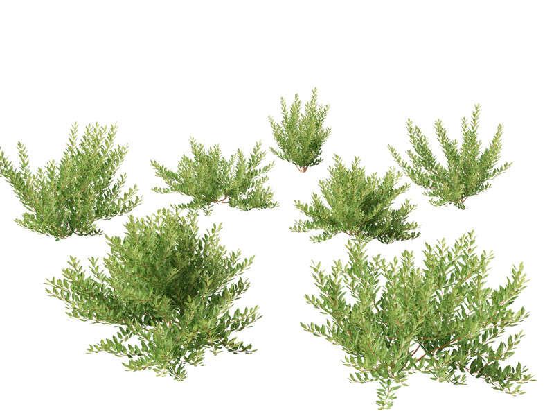 Prunus pumila Besseyi - Western Sand Cherry 3D Модель .c4d .max .obj .3ds .fbx .stl .blend 