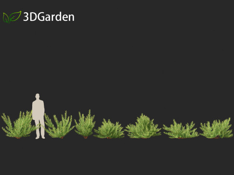 Prunus pumila Besseyi - Western Sand Cherry 3D Модель