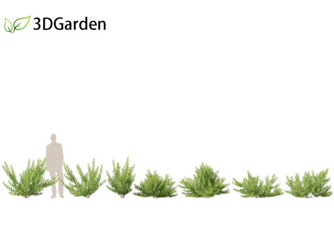 Prunus pumila Besseyi - Western Sand Cherry 3D Модель