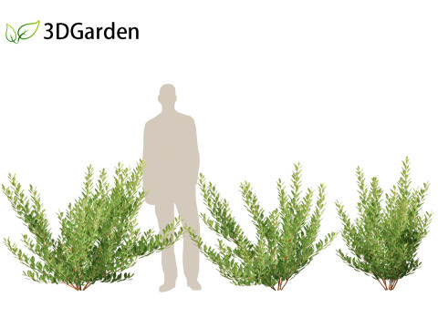 Prunus pumila Besseyi - Western Sand Cherry 3D Модель