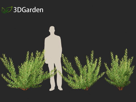Prunus pumila Besseyi - Western Sand Cherry 3D Модель