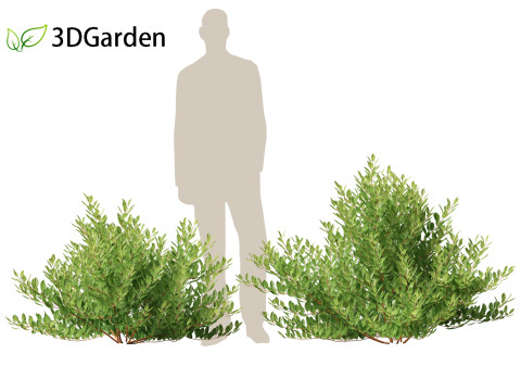 Prunus pumila Besseyi - Western Sand Cherry 3D Модель