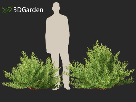Prunus pumila Besseyi - Western Sand Cherry 3D Model