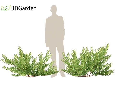 Prunus pumila Besseyi - Western Sand Cherry 3D Модель