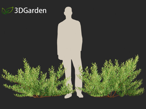 Prunus pumila Besseyi - Western Sand Cherry 3D Модель