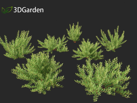 Prunus pumila Besseyi - Western Sand Cherry 3D Модель