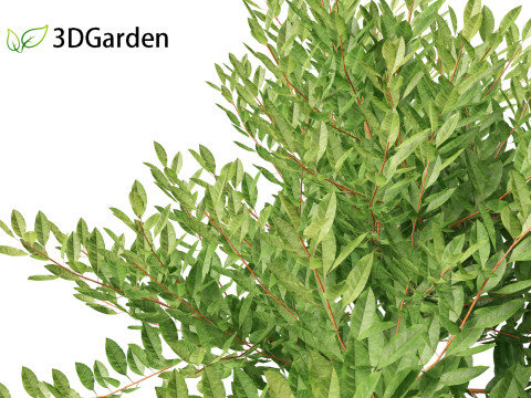 Prunus pumila Besseyi - Western Sand Cherry 3D Модель