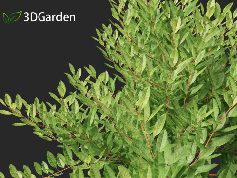 Prunus pumila Besseyi - Western Sand Cherry 3D Модель
