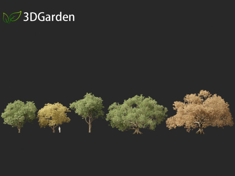 Quercus alba - White oak 3D Model