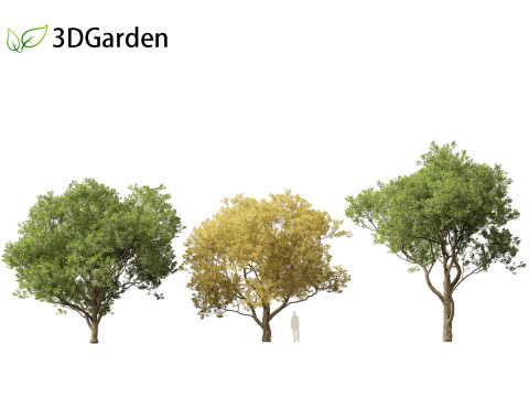 Quercus alba - White oak 3D Model