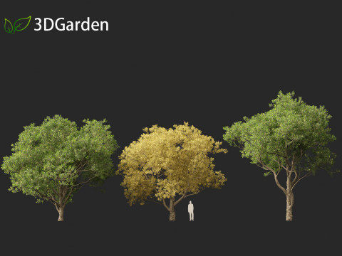 Quercus alba - White oak 3D Model