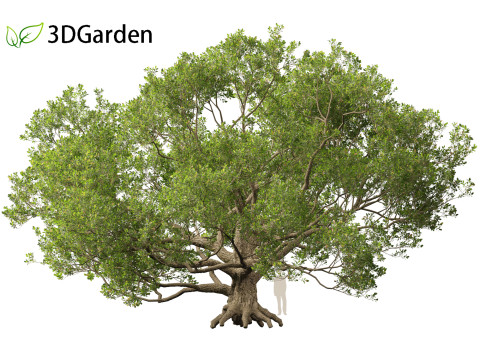 Quercus alba - White oak 3D Model