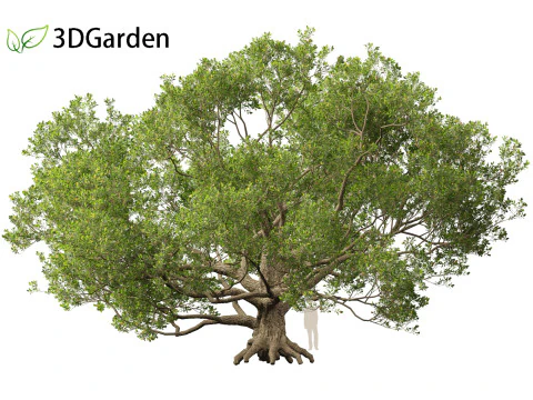 Quercus alba - White oak 3D Model