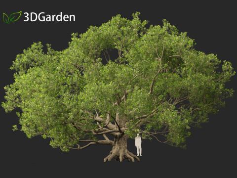 Quercus alba - White oak 3D Model