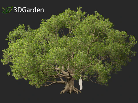 Quercus alba - White oak 3D Model