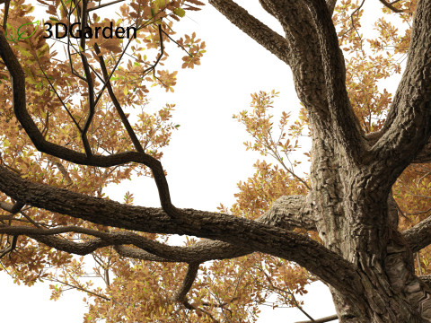 Quercus alba - White oak 3D Model