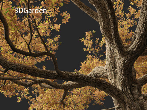 Quercus alba - White oak 3D Model