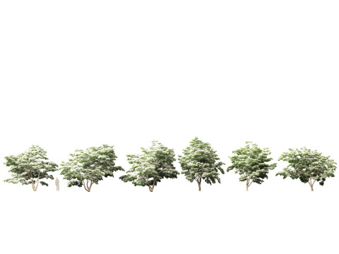 Cornus kousa - kousa dogwood 3D Model