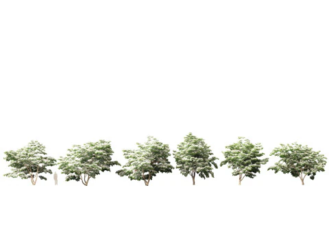 Cornus kousa - Kousa-Hartriegel 3D Modell