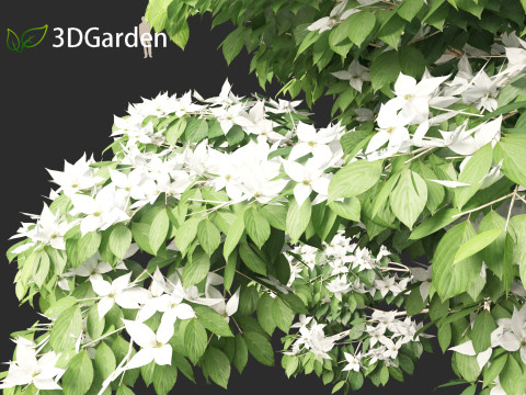 Cornus kousa - kousa dogwood 3D Model