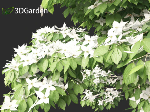 Cornus kousa - kousa dogwood 3D Model