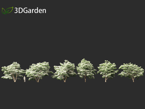 Cornus kousa - kousa dogwood 3D Model