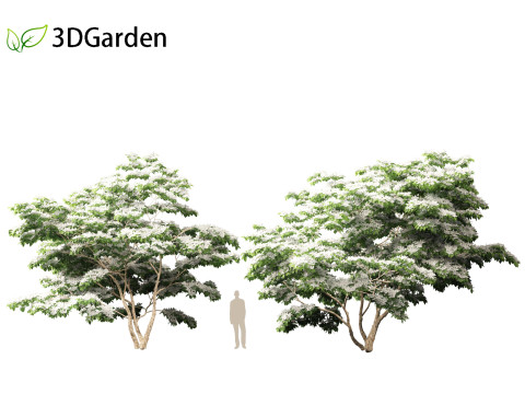 Cornus kousa - kousa dogwood 3D Model