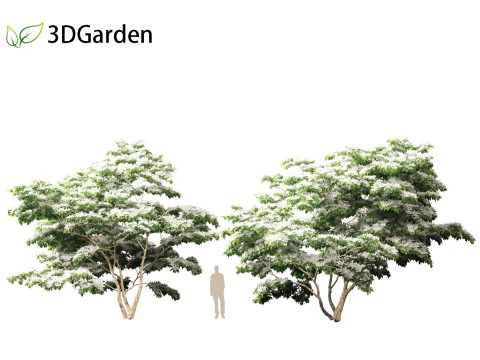 Cornus kousa - kousa dogwood 3D Model