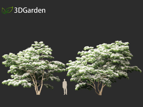 Cornus kousa - kousa dogwood 3D Model