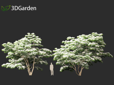 Cornus kousa - kousa dogwood 3D Model