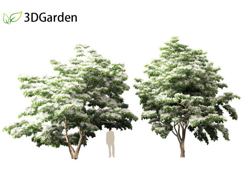 Cornus kousa - kousa dogwood 3D Model