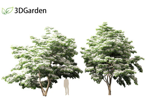 Cornus kousa - kousa dogwood 3D Model