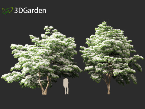 Cornus kousa - kousa dogwood 3D Model