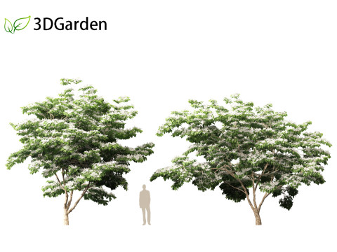 Cornus kousa - kousa dogwood 3D Model