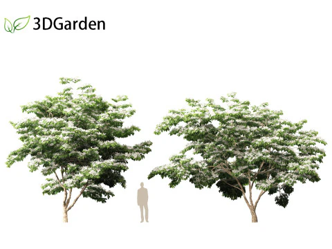 Cornus kousa - kousa dogwood 3D Model