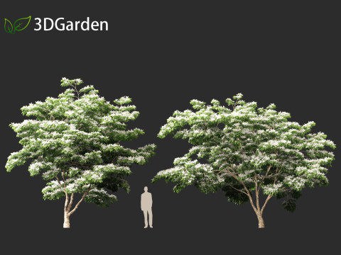Cornus kousa - kousa dogwood 3D Model